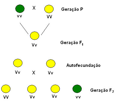 LEIS DE MENDEL